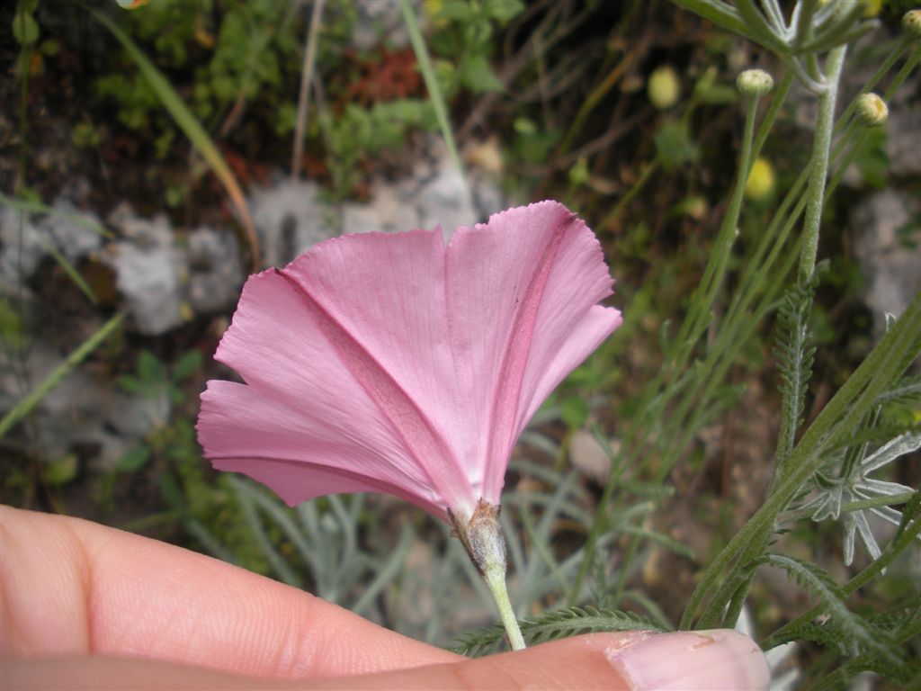 Convolvulus elegantissimus / Convolvolo elegantissimo